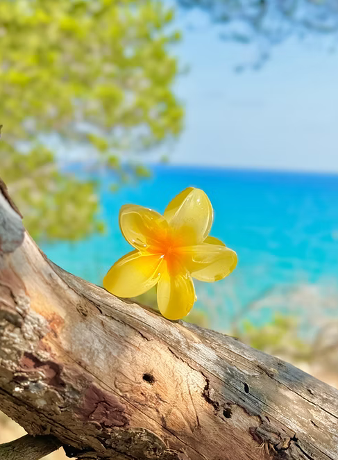 Pince Miami Beach Jaune